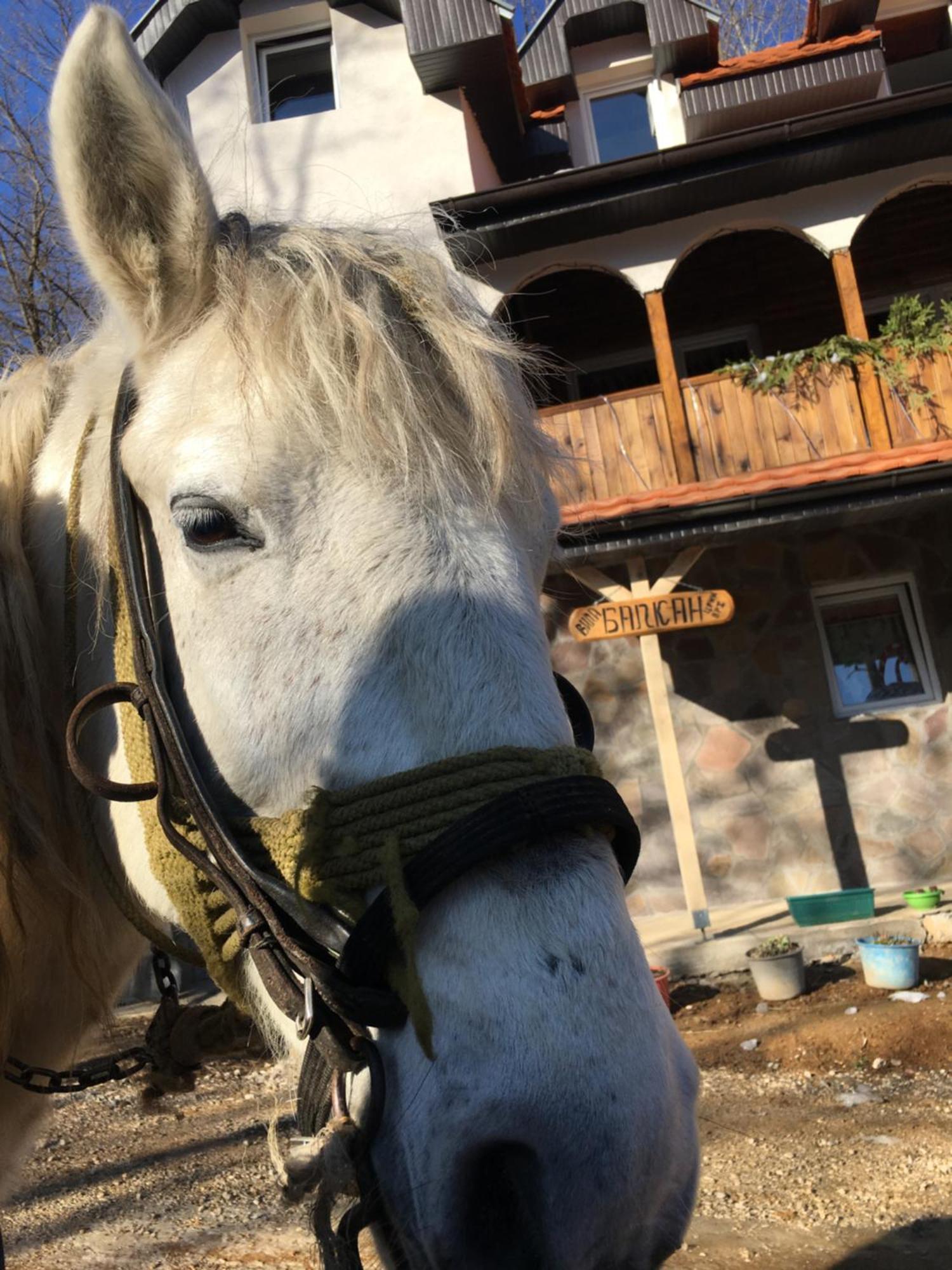 Kuca Za Odmor ,,Balkan” Crni Vrh Buitenkant foto